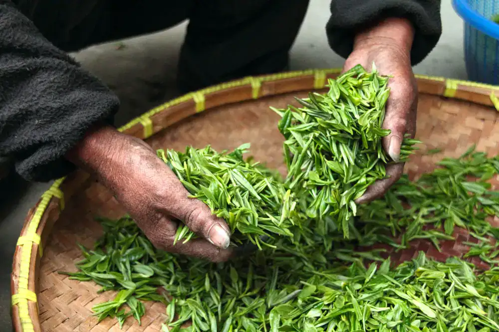 Freshly harvested green tea leaves resting in a woven bamboo basket